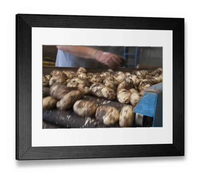 Framed Print : Potato (Solanum tuberosum) new potatoes, tubers passing over riddle for sorting before bagging, East Lancashire Framed Print : Potato (Solanum tuberosum) new potatoes, tubers passing over riddle for sorting before bagging, East Lancashire