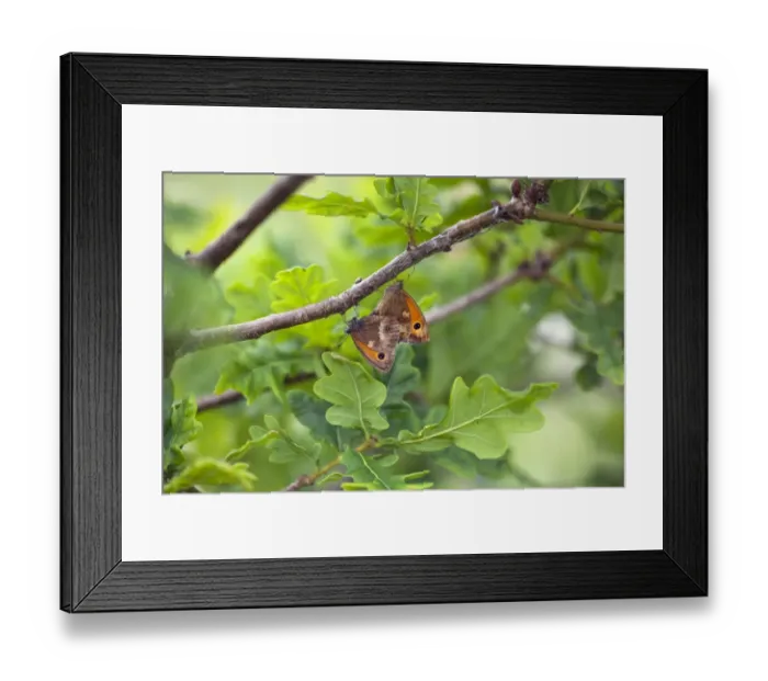 Framed Print : Gatekeeper (Pyronia tithonus) adult pair, mating on twig in oak tree, Norfolk, England, july Framed Print : Gatekeeper (Pyronia tithonus) adult pair, mating on twig in oak tree, Norfolk, England, july