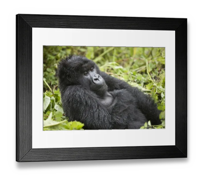 Framed Print : Mountain Gorilla (Gorilla beringei beringei) blackback immature male, resting in vegetation, Volcanoes N. P Framed Print : Mountain Gorilla (Gorilla beringei beringei) blackback immature male, resting in vegetation, Volcanoes N. P