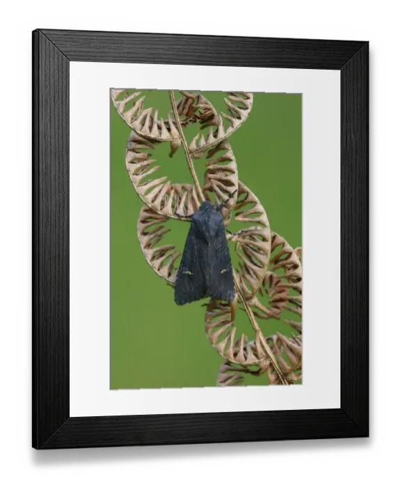 Framed Print : Black Rustic (Aporophyla nigra) adult, resting on dry Bracken (Pteridium aquilinum) frond, Leicestershire, England Framed Print : Black Rustic (Aporophyla nigra) adult, resting on dry Bracken (Pteridium aquilinum) frond, Leicestershire, England