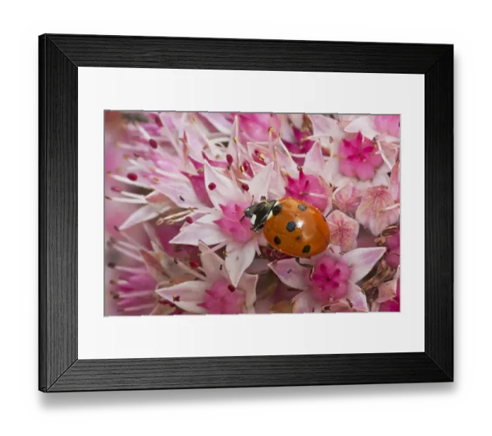 Framed Print : Seven-spot Ladybird (Coccinella septempunctata) adult, on flowers in garden, Warwickshire, England, september Framed Print : Seven-spot Ladybird (Coccinella septempunctata) adult, on flowers in garden, Warwickshire, England, september