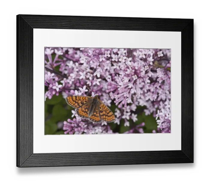 Framed Print : Marsh Fritillary (Euphydryas aurinia) adult, feeding on flowers in garden, England, may