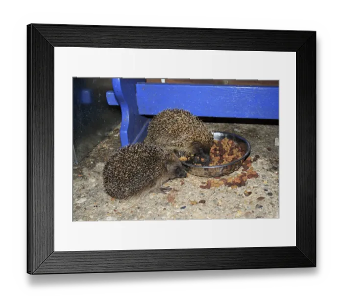 Framed Print : European Hedgehog (Erinaceus europaeus) two adults, feeding on cat biscuits from bowl, in garden at night, Suffolk Framed Print : European Hedgehog (Erinaceus europaeus) two adults, feeding on cat biscuits from bowl, in garden at night, Suffolk