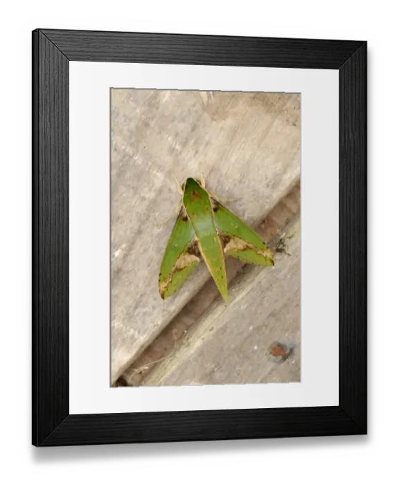 Framed Print : Verdant Hawkmoth (Xylophanes chiron) adult, resting on wood, Trinidad, Trinidad and Tobago Framed Print : Verdant Hawkmoth (Xylophanes chiron) adult, resting on wood, Trinidad, Trinidad and Tobago