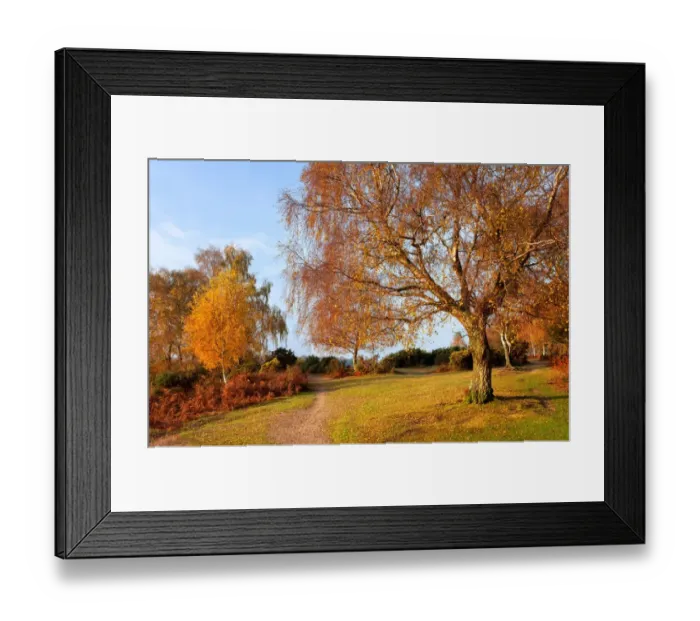 Framed Print : View of trees and bracken in autumn colour at dawn, Rockford Common, Dorset, England, november Framed Print : View of trees and bracken in autumn colour at dawn, Rockford Common, Dorset, England, november