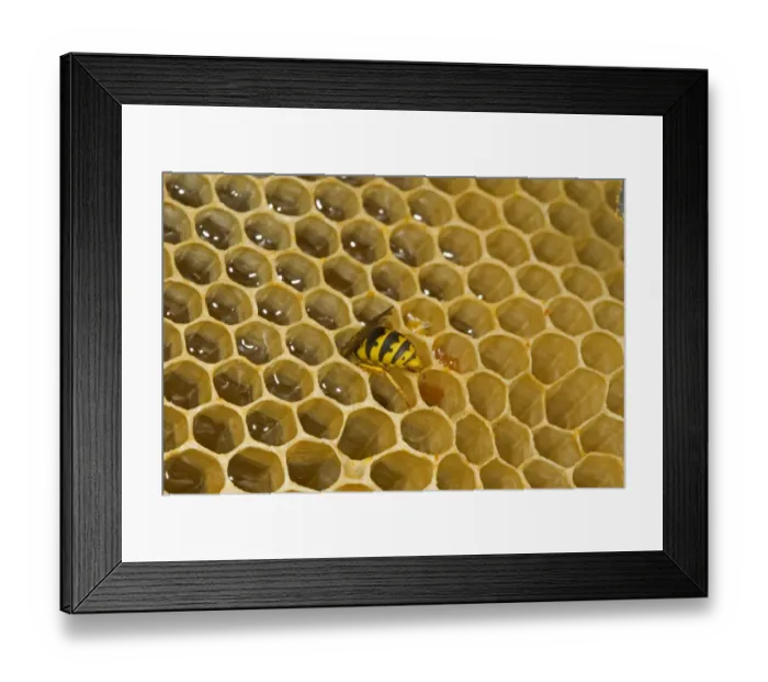 Framed Print : Common Wasp (Vespula vulgaris) adult, feeding, robbing honey on comb from open hive, Norfolk, England, july Framed Print : Common Wasp (Vespula vulgaris) adult, feeding, robbing honey on comb from open hive, Norfolk, England, july