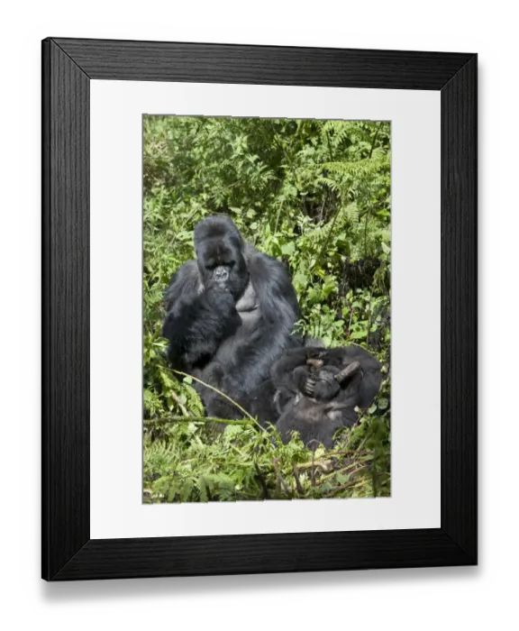 Framed Print : Mountain Gorilla (Gorilla beringei beringei) silverback adult male grooming playing young, Volcanoes N. P Framed Print : Mountain Gorilla (Gorilla beringei beringei) silverback adult male grooming playing young, Volcanoes N. P