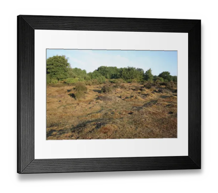Framed Print : View of lowland heathland reserve habitat, Wortham Ling, Upper Waveney Valley, Suffolk, England, june Framed Print : View of lowland heathland reserve habitat, Wortham Ling, Upper Waveney Valley, Suffolk, England, june