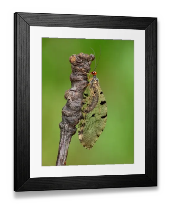 Framed Print : Giant Lacewing (Osmylus fulvicephalus) adult, resting on twig, Cannobina Valley, Piedmont, Northern Italy, july Framed Print : Giant Lacewing (Osmylus fulvicephalus) adult, resting on twig, Cannobina Valley, Piedmont, Northern Italy, july