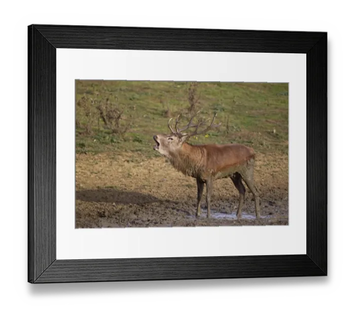 Framed Print : Red Deer (Cervus elaphus) stag, roaring, standing in wallow, during rutting season, Minsmere RSPB Reserve, Suffolk Framed Print : Red Deer (Cervus elaphus) stag, roaring, standing in wallow, during rutting season, Minsmere RSPB Reserve, Suffolk