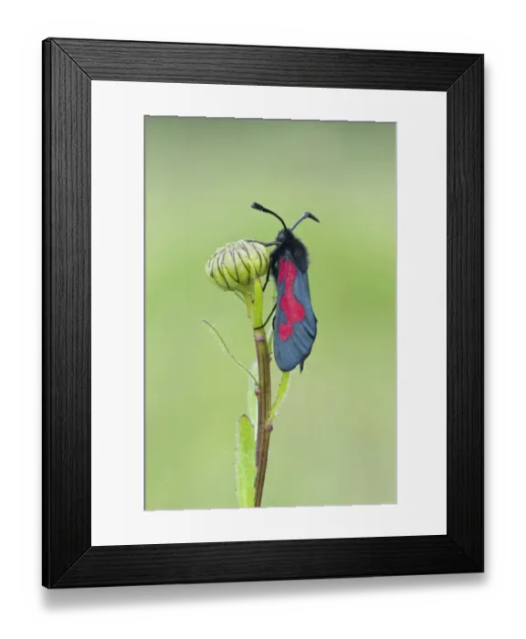 Framed Print : Five-spot Burnet Moth (Zygaena trifolii) adult, with unusual fused spots, resting on flowerbud, Warwickshire, England Framed Print : Five-spot Burnet Moth (Zygaena trifolii) adult, with unusual fused spots, resting on flowerbud, Warwickshire, England