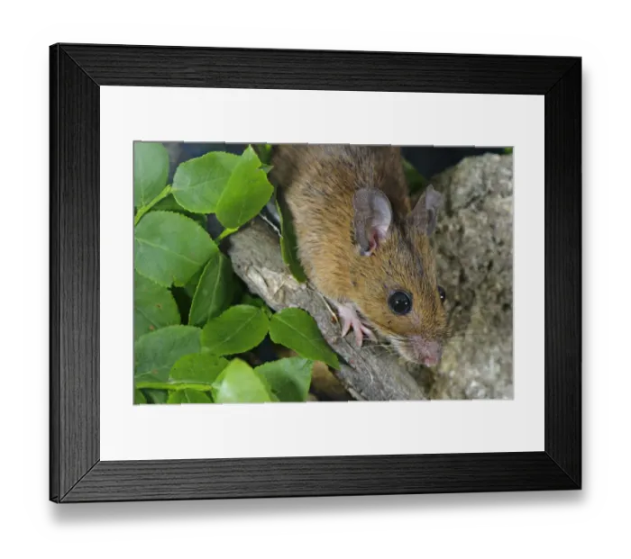 Framed Print : Yellow-necked Mouse (Apodemus flavicollis) adult, close-up of head, Oasi Zegna, Biella, Piedmont, Italy, july Framed Print : Yellow-necked Mouse (Apodemus flavicollis) adult, close-up of head, Oasi Zegna, Biella, Piedmont, Italy, july