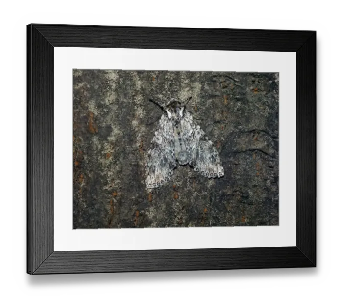 Framed Print : Grey Arches (Polia nebulosa) adult Framed Print : Grey Arches (Polia nebulosa) adult
