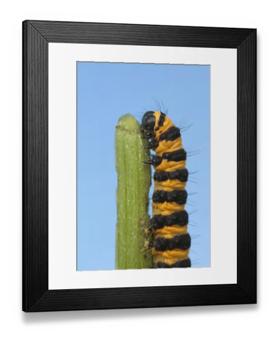 Framed Print : Cinnabar Moth (Tyria jacobaeae) caterpillar, feeding on Common Ragwort (Senecio jacobaea), Leicestershire, England Framed Print : Cinnabar Moth (Tyria jacobaeae) caterpillar, feeding on Common Ragwort (Senecio jacobaea), Leicestershire, England