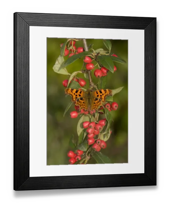 Framed Print : Comma (Polygonia c-album) adult, resting on cotoneaster with berries in garden, England, september