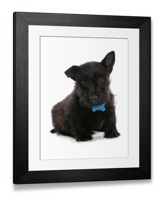 Framed Print : Domestic Dog, Scottish Terrier, puppy, with collar and tag, sitting Framed Print : Domestic Dog, Scottish Terrier, puppy, with collar and tag, sitting