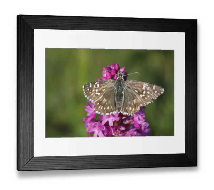 Framed Print : Safflower Skipper (Pyrgus carthami) adult, roosting on Pyramidal Orchid (Anacamptis pyramidalis) flower Framed Print : Safflower Skipper (Pyrgus carthami) adult, roosting on Pyramidal Orchid (Anacamptis pyramidalis) flower