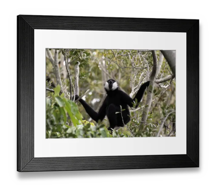 Framed Print : Black Crested Gibbon (Nomascus concolor) adult male, calling, sitting on branch (captive) Framed Print : Black Crested Gibbon (Nomascus concolor) adult male, calling, sitting on branch (captive)
