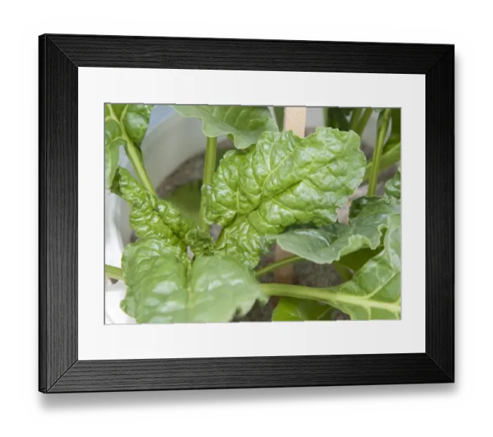 Framed Print : Sugar Beet (Beta vulgaris) manganese deficiency, close-up of leaves Framed Print : Sugar Beet (Beta vulgaris) manganese deficiency, close-up of leaves