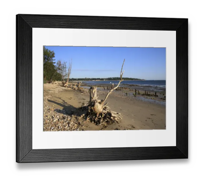 Framed Print : Tree stumps on beach with incoming tide, Bembridge, Isle of Wight, England, june