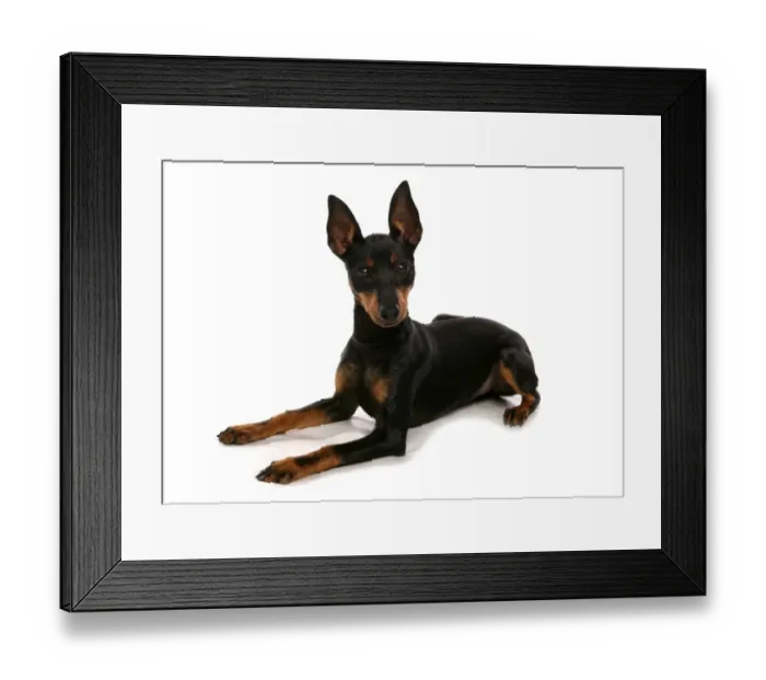 Framed Print : Domestic Dog, English Toy Terrier, adult, laying Framed Print : Domestic Dog, English Toy Terrier, adult, laying