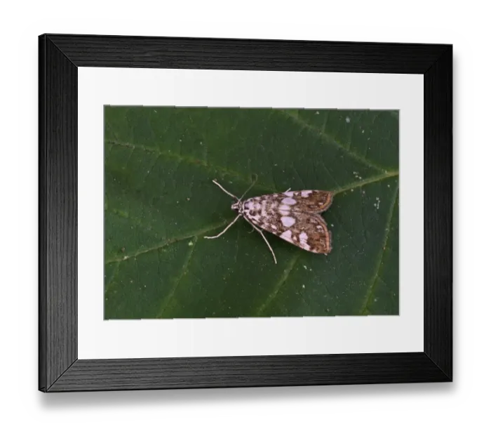 Framed Print : Brown China-mark (Elophila nymphaeata) adult, resting on leaf, Norfolk, England, august Framed Print : Brown China-mark (Elophila nymphaeata) adult, resting on leaf, Norfolk, England, august