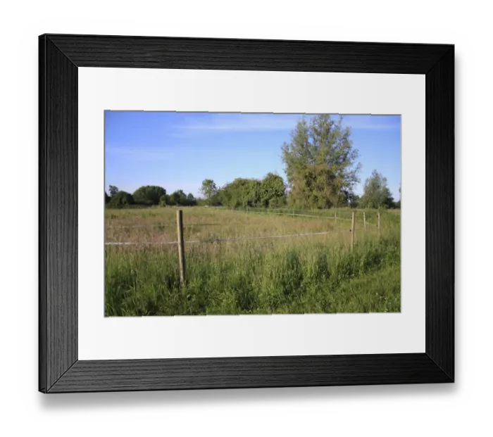 Framed Print : Electric fencing tape around horse paddock with long grass, Roydon, Upper Waveney Valley, Norfolk, England, june Framed Print : Electric fencing tape around horse paddock with long grass, Roydon, Upper Waveney Valley, Norfolk, England, june