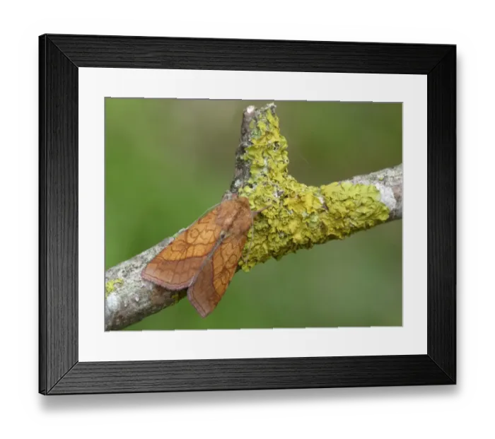 Framed Print : Bordered Sallow (Pyrrhia umbra) adult, resting on lichen covered twig, Cannobina Valley, Piedmont, Northern Italy, july Framed Print : Bordered Sallow (Pyrrhia umbra) adult, resting on lichen covered twig, Cannobina Valley, Piedmont, Northern Italy, july