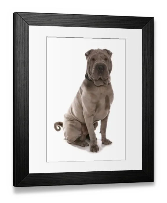 Framed Print : Domestic Dog, Shar Pei, adult, sitting, with collar Framed Print : Domestic Dog, Shar Pei, adult, sitting, with collar