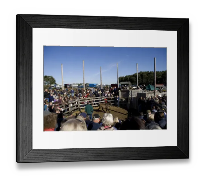 Framed Print : Pony in auction ring at sale, New Forest, Hampshire, England, october Framed Print : Pony in auction ring at sale, New Forest, Hampshire, England, october