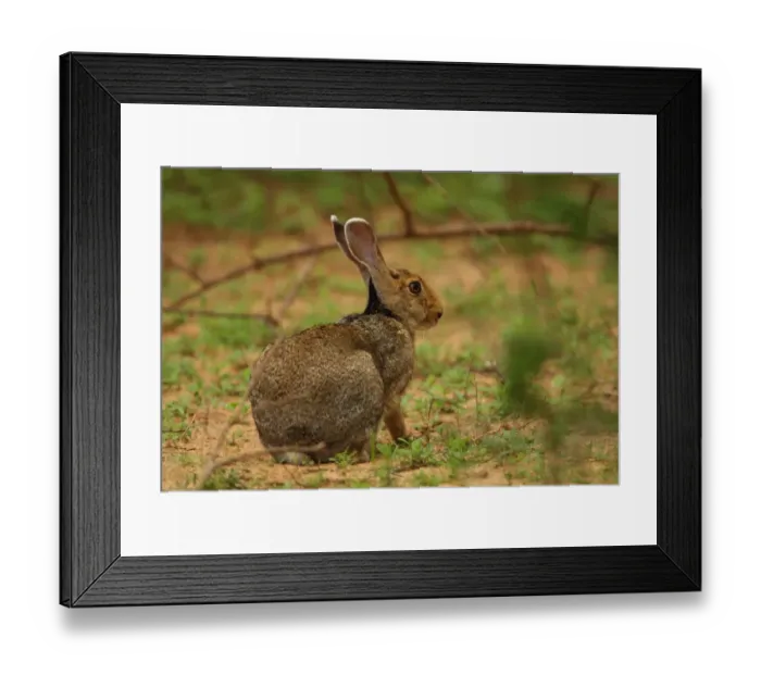 Framed Print : Indian Hare (Lepus nigricollis) adult, sitting under bush, Yala N. P. Sri Lanka, december Framed Print : Indian Hare (Lepus nigricollis) adult, sitting under bush, Yala N. P. Sri Lanka, december