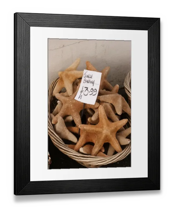 Framed Print : Jungle Starfish, dried starfish sold as marine curios, in basket outside seaside shop, Cornwall, England, october