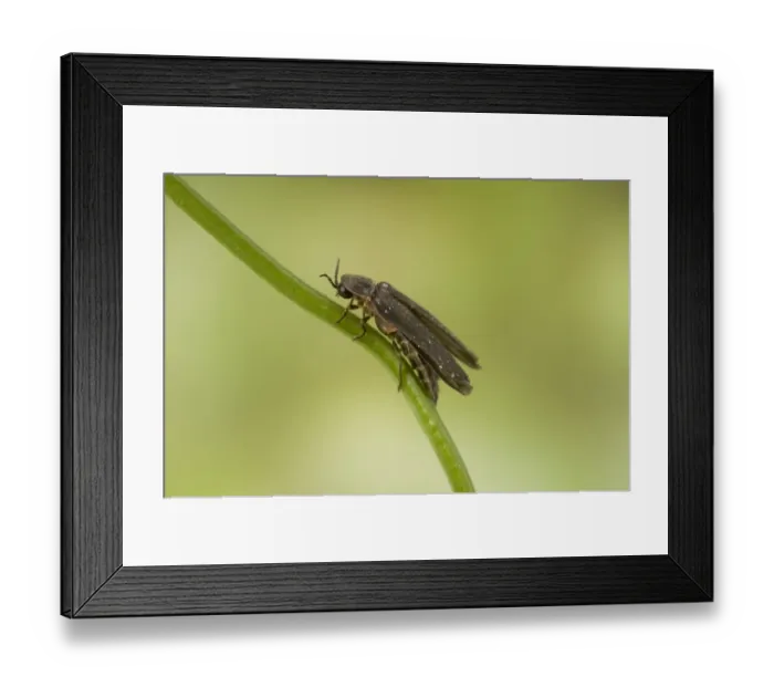 Framed Print : Common Glow-worm (Lampyris noctiluca) adult male, resting on stem, England