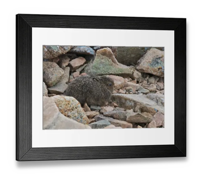 Framed Print : Mountain Hare (Lepus timidus) young, sitting in scree on moorland, Buachaille Etive Mor, Glen Etive, Highlands Framed Print : Mountain Hare (Lepus timidus) young, sitting in scree on moorland, Buachaille Etive Mor, Glen Etive, Highlands