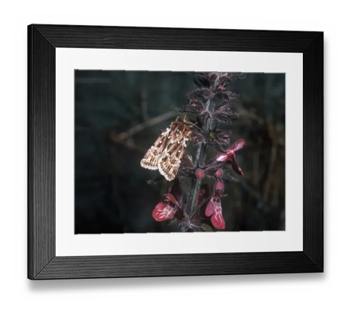 Framed Print : True Lovers Knot (Lycophotia porphyrea) adult Framed Print : True Lovers Knot (Lycophotia porphyrea) adult
