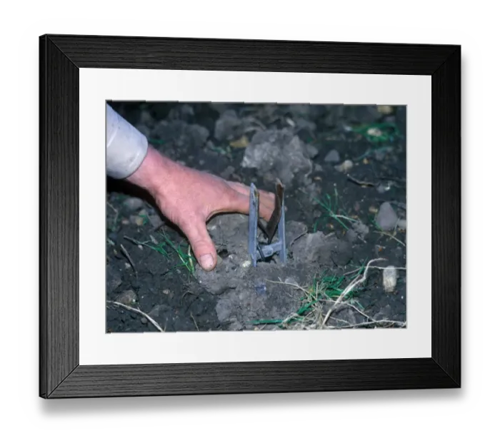 Framed Print : Destruction - Trap Mole trap set in ground  /  hand