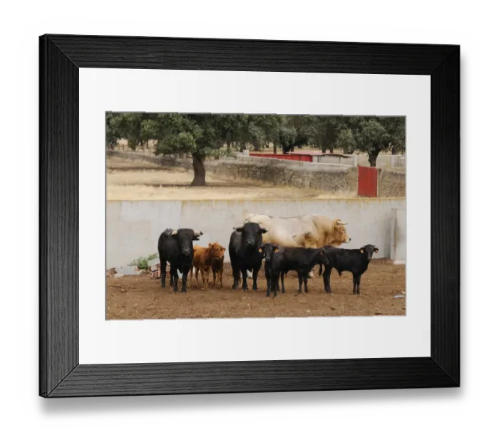 Framed Print : Domestic Cattle, Spanish Fighting Bull, fighting bulls (two black ones), bull calves and reproductive bull Framed Print : Domestic Cattle, Spanish Fighting Bull, fighting bulls (two black ones), bull calves and reproductive bull