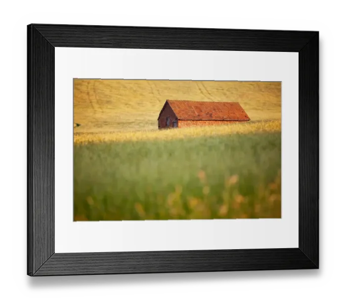 Framed Print : Red stone built barn in hay meadow, in late evening sunshine, near Allerford, Exmoor N. P. Somerset, England, june Framed Print : Red stone built barn in hay meadow, in late evening sunshine, near Allerford, Exmoor N. P. Somerset, England, june