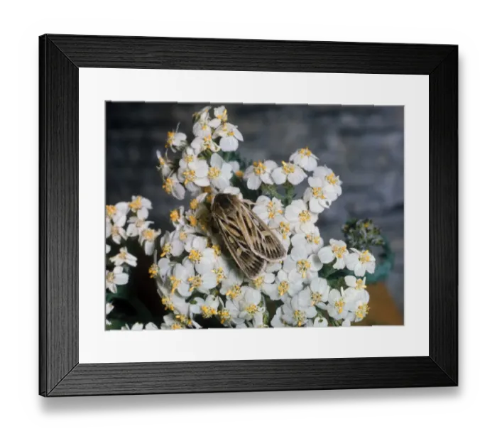 Framed Print : Moth - Antler (Cerapteryx graminis) on white flower Framed Print : Moth - Antler (Cerapteryx graminis) on white flower