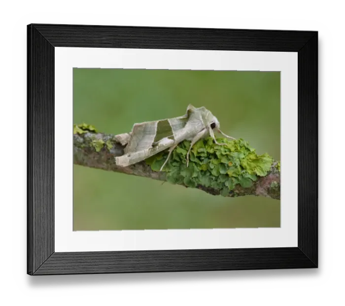 Framed Print : Green Angle Shades (Phlogophora scita) adult male, resting on lichen covered twig, Cannobina Valley, Piedmont Framed Print : Green Angle Shades (Phlogophora scita) adult male, resting on lichen covered twig, Cannobina Valley, Piedmont
