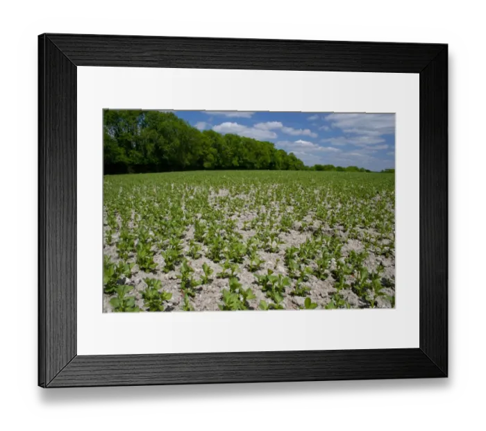 Framed Print : Field Bean (Vicia faba) young crop, growing in field, Sussex, England, may Framed Print : Field Bean (Vicia faba) young crop, growing in field, Sussex, England, may