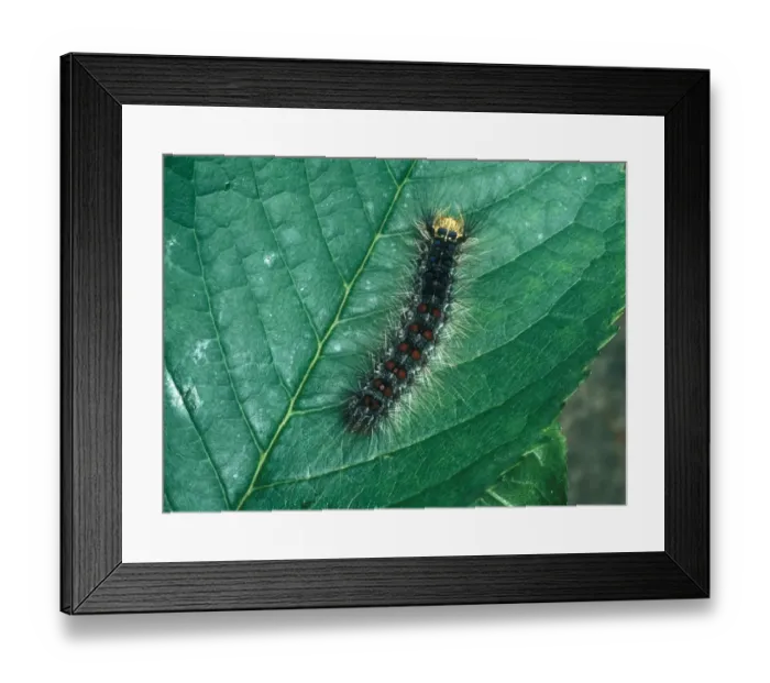 Framed Print : Gypsy Moth Larva (Lymantria dispar) On leaf Framed Print : Gypsy Moth Larva (Lymantria dispar) On leaf