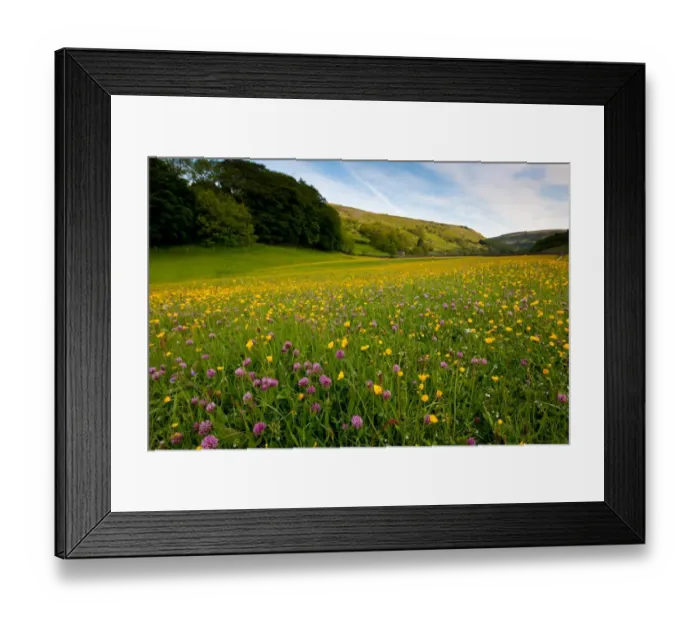 Framed Print : View of clover and buttercups flowering in wildflower meadow, Muker, Swaledale, Yorkshire Dales N. P Framed Print : View of clover and buttercups flowering in wildflower meadow, Muker, Swaledale, Yorkshire Dales N. P