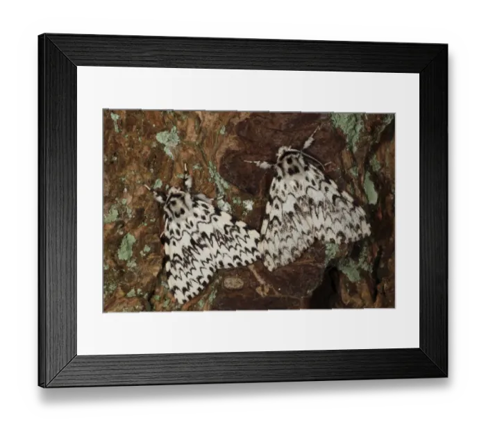 Framed Print : Black Arches (Lymantria monacha) two adults, resting on bark, Powys, Wales, august Framed Print : Black Arches (Lymantria monacha) two adults, resting on bark, Powys, Wales, august