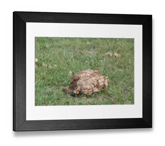 Framed Print : African Elephant (Loxodonta africana) dung, Okavango Delta, Botswana