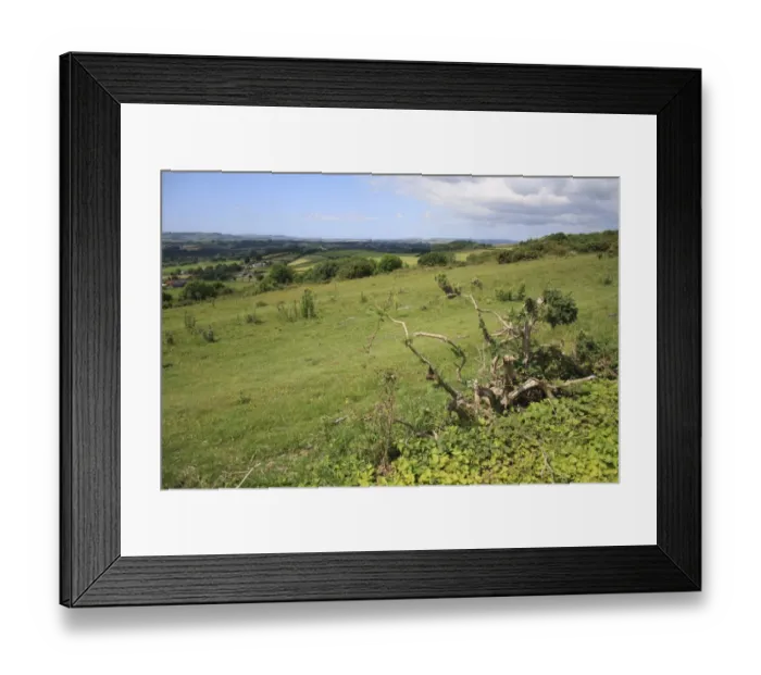 Framed Print : View of chalk downland habitat, Bullys Hill, Brading Down, Isle of Wight, England, june Framed Print : View of chalk downland habitat, Bullys Hill, Brading Down, Isle of Wight, England, june