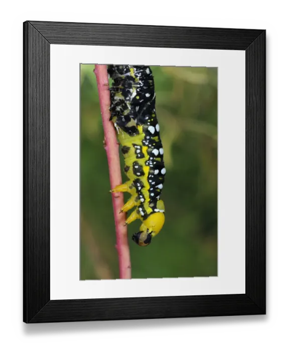 Framed Print : Spurge Hawkmoth (Hyles euphorbiae) larva, shedding skin Framed Print : Spurge Hawkmoth (Hyles euphorbiae) larva, shedding skin