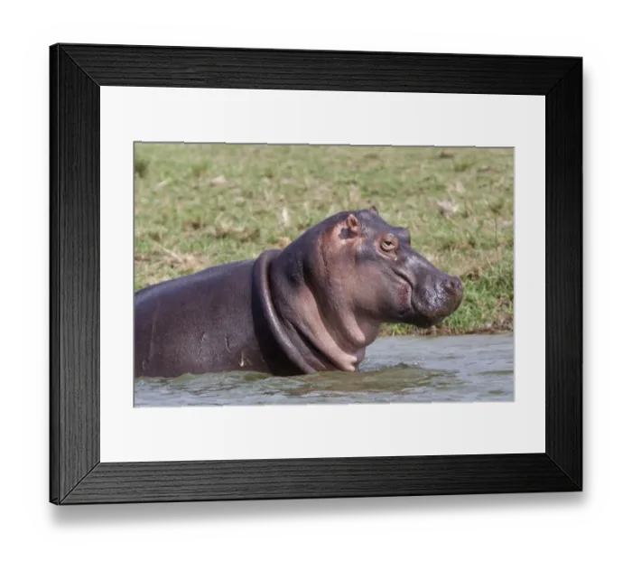 Framed Print : Hippopotamus (Hippopotamus amphibius) adult, close-up of head, standing in water, Queen Elizabeth N. P. Uganda Framed Print : Hippopotamus (Hippopotamus amphibius) adult, close-up of head, standing in water, Queen Elizabeth N. P. Uganda