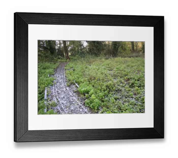Framed Print : Frost covered boardwalk in wet woodland habitat, Fen Alder Carr L. N. R. Creeting, Gipping Valley, Suffolk, England Framed Print : Frost covered boardwalk in wet woodland habitat, Fen Alder Carr L. N. R. Creeting, Gipping Valley, Suffolk, England