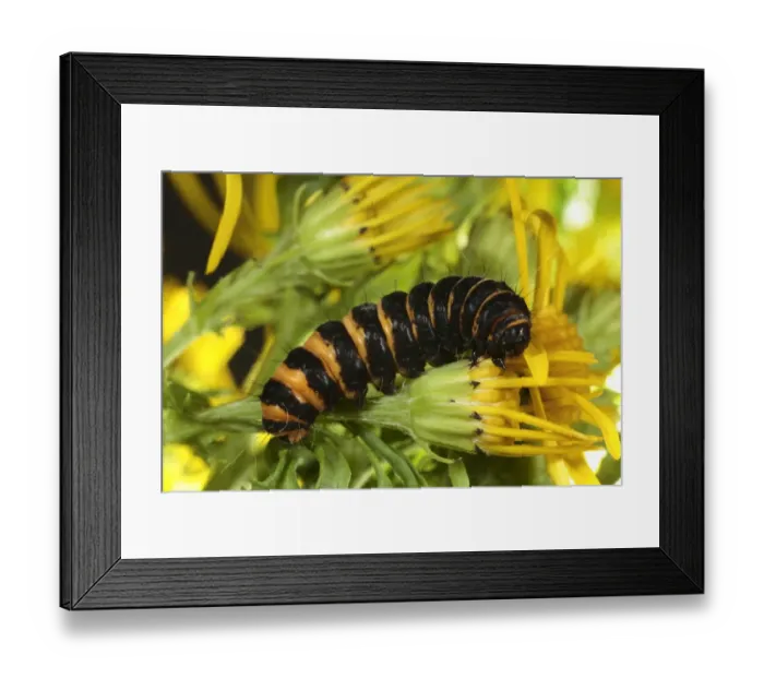 Framed Print : Cinnabar Moth (Tyria jacobaeae) fully-grown larva, feeding on Common Ragwort (Senecio jacobaea), Powys, Wales, july Framed Print : Cinnabar Moth (Tyria jacobaeae) fully-grown larva, feeding on Common Ragwort (Senecio jacobaea), Powys, Wales, july
